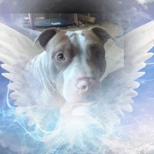 Meet your Posher, Dion